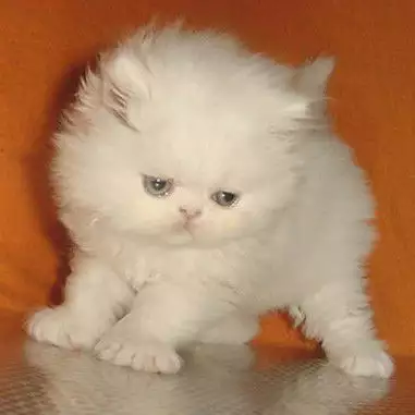 Бяло персийскo котенце.