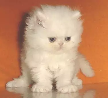 3. Снимка на Бяло персийскo котенце.