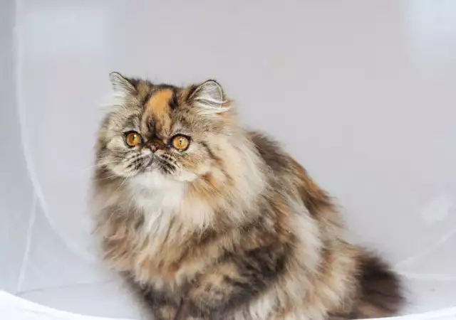 2. Снимка на Персийска котка женска, и мъжка на 6м., родословие.