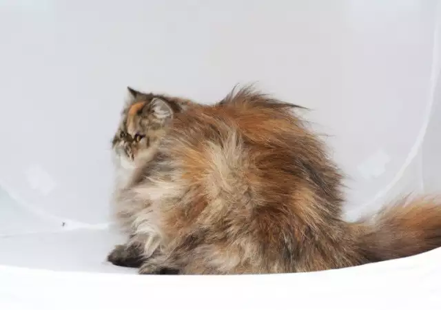 7. Снимка на Персийска котка женска, и мъжка на 6м., родословие.