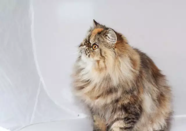 9. Снимка на Персийска котка женска, и мъжка на 6м., родословие.