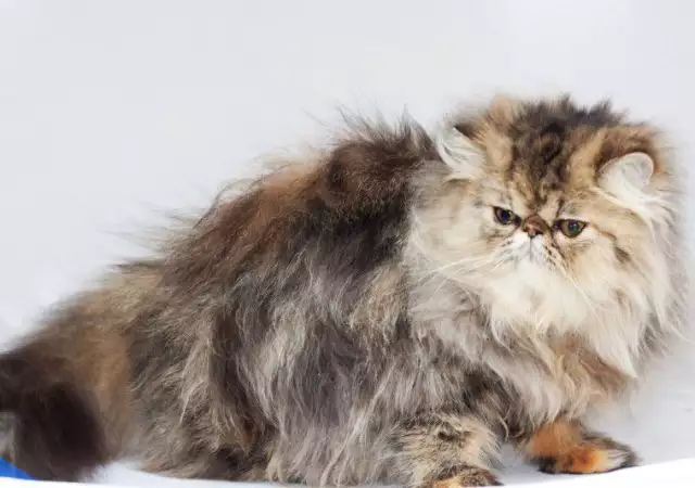 4. Снимка на Персийска котка женска, и мъжка на 6м., родословие.