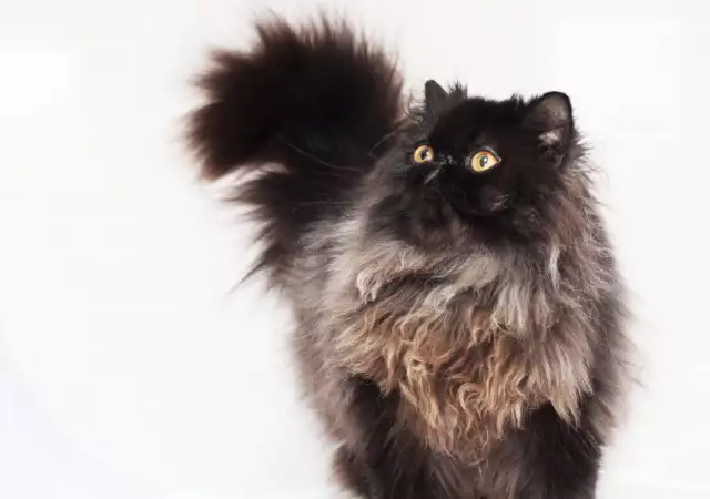 1. Снимка на Персийска котка женска, и мъжка на 6м., родословие.