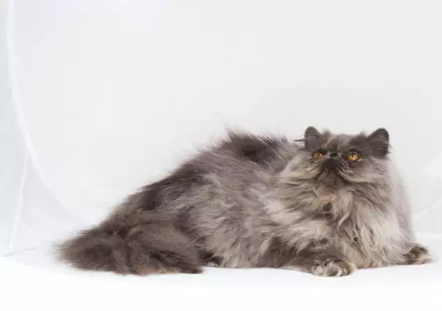 8. Снимка на Персийска котка женска, и мъжка на 6м., родословие.