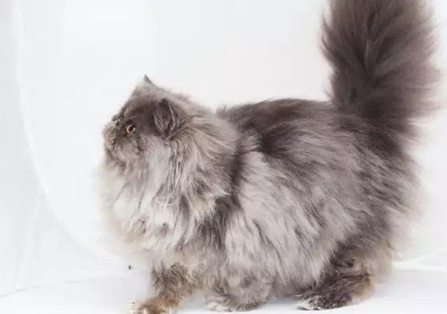 3. Снимка на Персийска котка женска, и мъжка на 6м., родословие.
