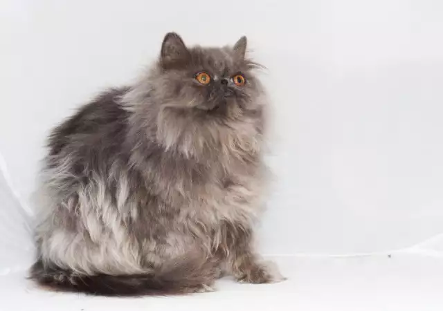 5. Снимка на Персийска котка женска, и мъжка на 6м., родословие.