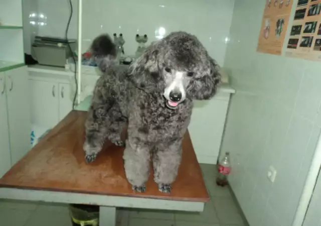 4. Снимка на Подстригване на кучета
