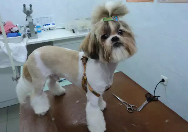 8. Снимка на Подстригване на кучета