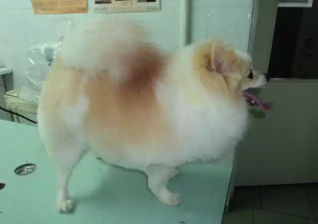 10. Снимка на Подстригване на кучета