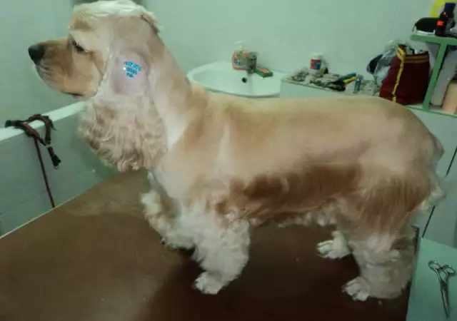 3. Снимка на Подстригване на кучета в Стара Загора