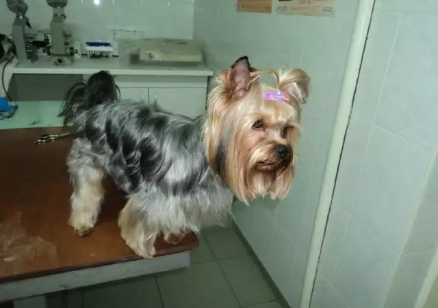 23. Снимка на Подстригване на кучета в Стара Загора