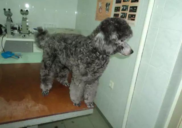 27. Снимка на Подстригване на кучета в Стара Загора