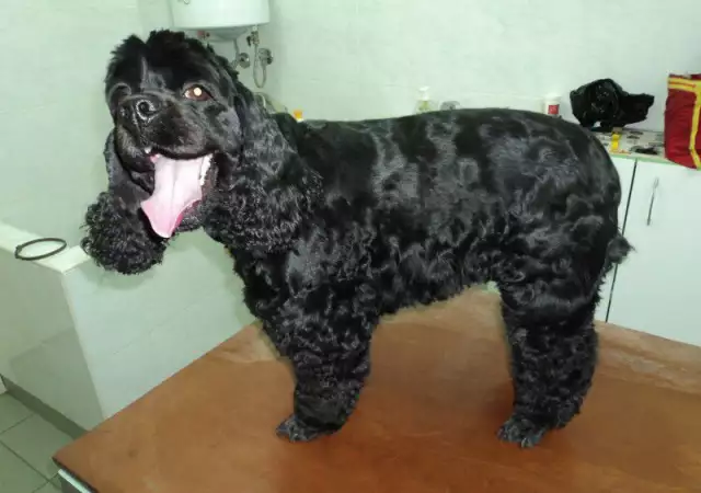 34. Снимка на Подстригване на кучета в Стара Загора