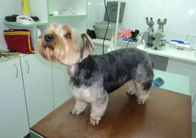 35. Снимка на Подстригване на кучета в Стара Загора