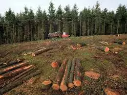 4. Снимка на фирма за дърводобив