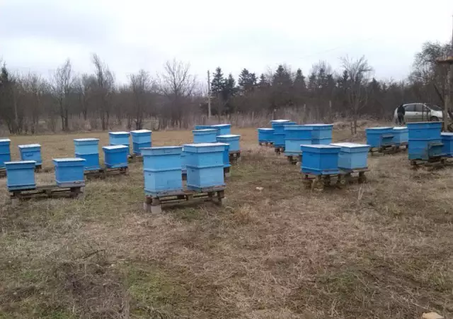 кошери с пчели