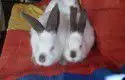 Продавам Калифорнийски зайци