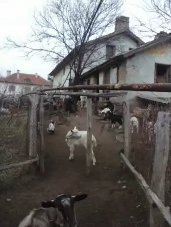 5. Снимка на Подарявам стадо от 10 кози и 6 ярета срещу гледане .