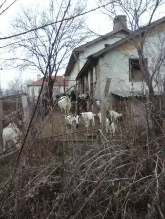 6. Снимка на Подарявам стадо от 10 кози и 6 ярета срещу гледане .