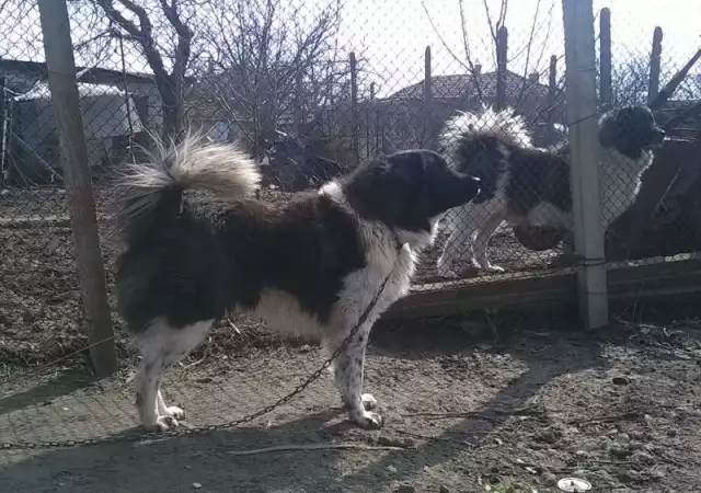 Каракачанско куче
