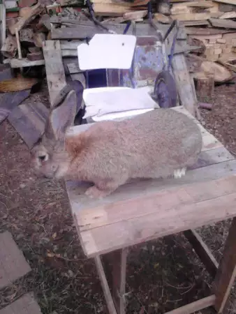 1. Снимка на Продавам мъжки работещ заек