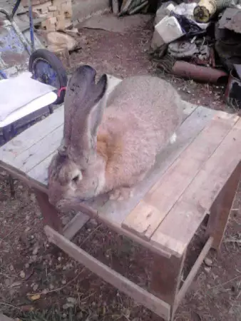 2. Снимка на Продавам мъжки работещ заек