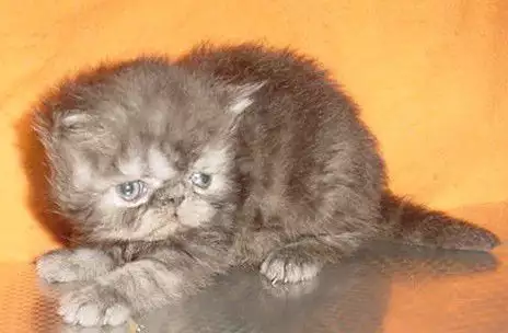 3. Снимка на Малко персийско котенце