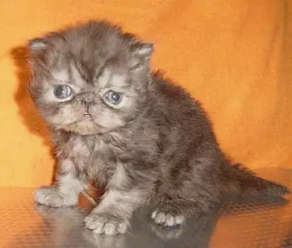 2. Снимка на Малко персийско котенце