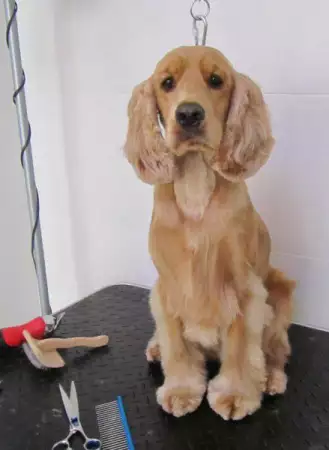 Подстригване на кучета в груминг салон Катриз