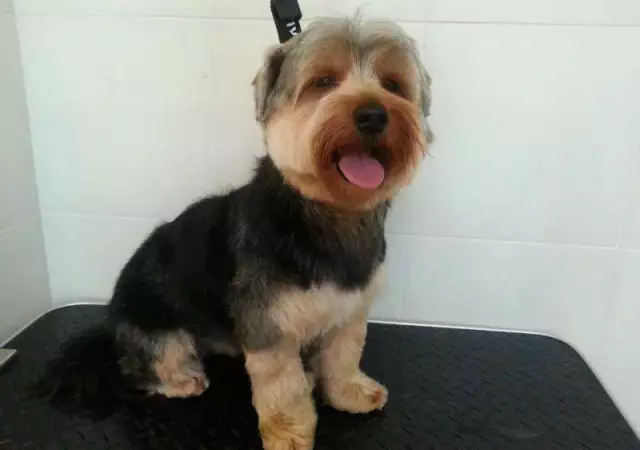 3. Снимка на Подстригване на кучета в груминг салон Катриз
