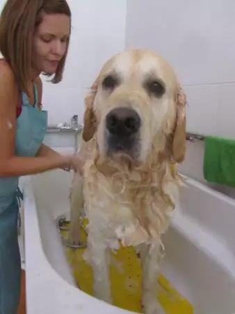 5. Снимка на Подстригване на кучета в груминг салон Катриз