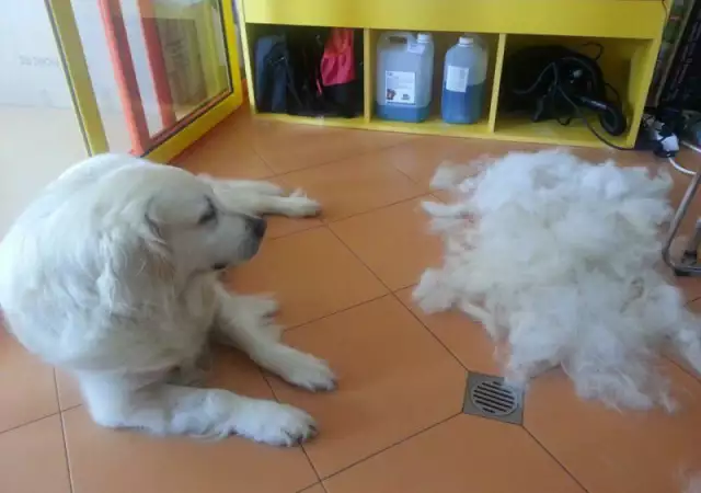 10. Снимка на Подстригване на кучета в груминг салон Катриз