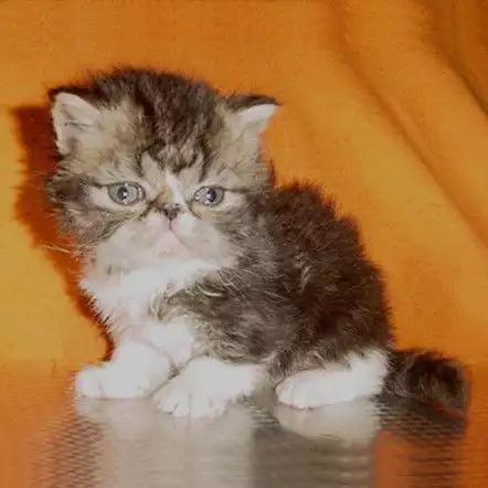 Персийски котенца - малки сме, но бързо растем.