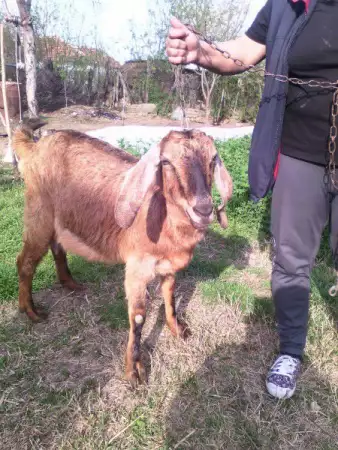 1. Снимка на продавам 4истокравна англонубииска коза парвескина