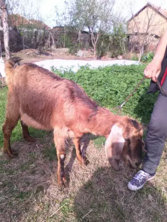 2. Снимка на продавам 4истокравна англонубииска коза парвескина