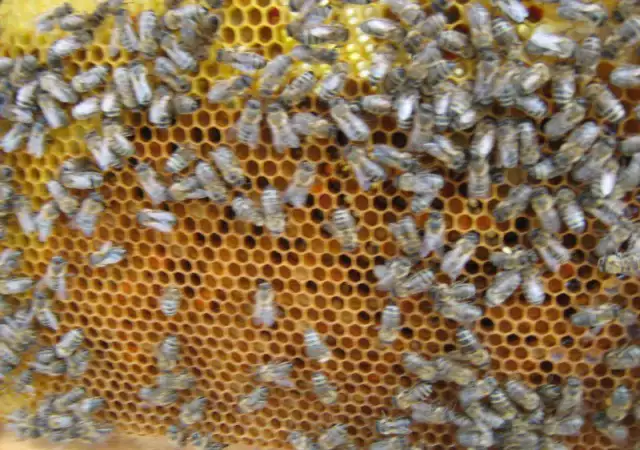 Продажба на пчелни семейства с кошерите