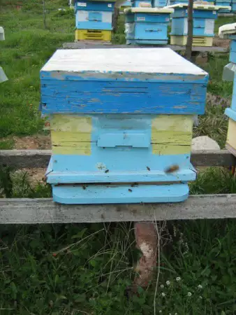 Продажба на пчелни семейства с кошерите