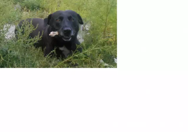 1. Снимка на Търси се черно мъжко куче