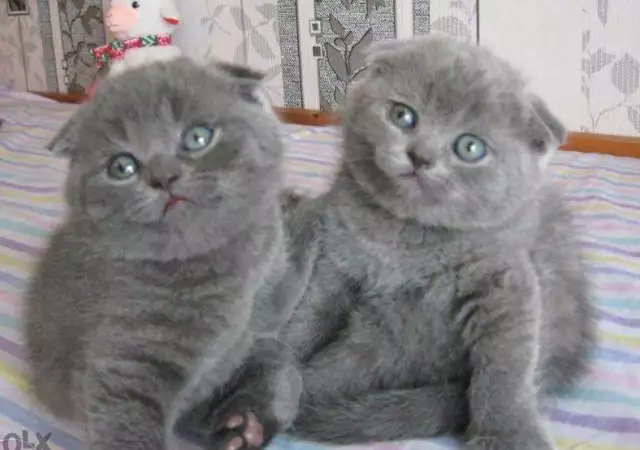 1. Снимка на Продавам целогодишно британски и шотландски клепоухи котета.