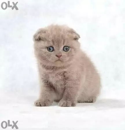 2. Снимка на Продавам целогодишно британски и шотландски клепоухи котета.
