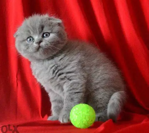 5. Снимка на Продавам целогодишно британски и шотландски клепоухи котета.