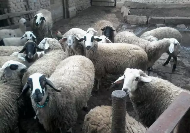1. Снимка на Продавам стадо овце