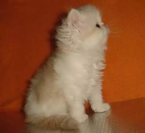 3. Снимка на Персийски котенца - промоции - голям избор
