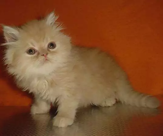 5. Снимка на Персийски котенца - промоции - голям избор