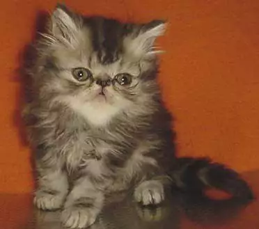 8. Снимка на Персийски котенца - промоции - голям избор