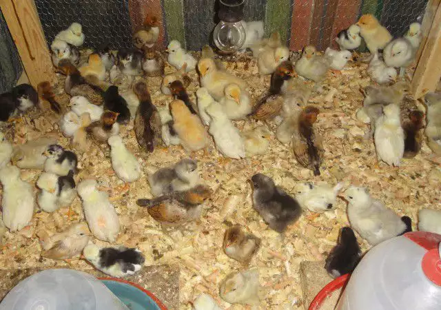 2. Снимка на Продавам пилета от над 10 породи декоративни кокошки