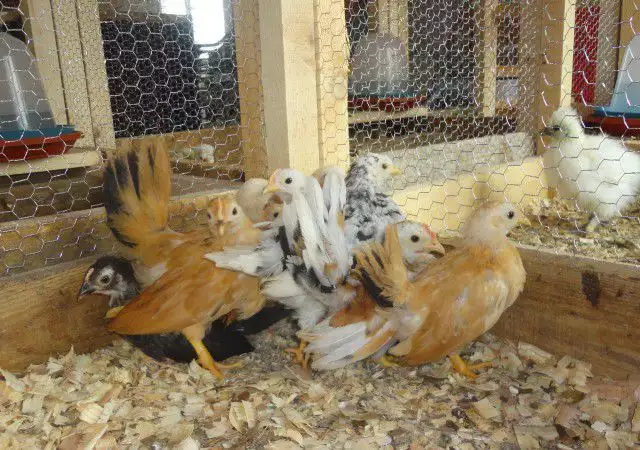 6. Снимка на Продавам пилета от над 10 породи декоративни кокошки