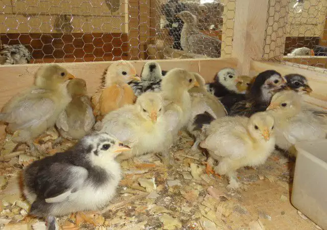 7. Снимка на Продавам пилета от над 10 породи декоративни кокошки