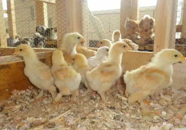 10. Снимка на Продавам пилета от над 10 породи декоративни кокошки