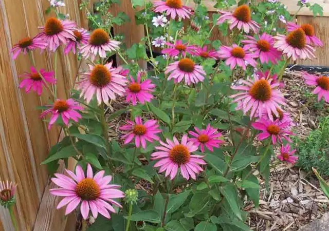 1. Снимка на Ехинацея - красиво градинско цвете и полезна билка